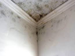 Best Mold Prevention Services  in Pine Level, NC